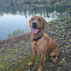 Trained KC Pedigree Labrador for Sale – Henry (1 Year Old)