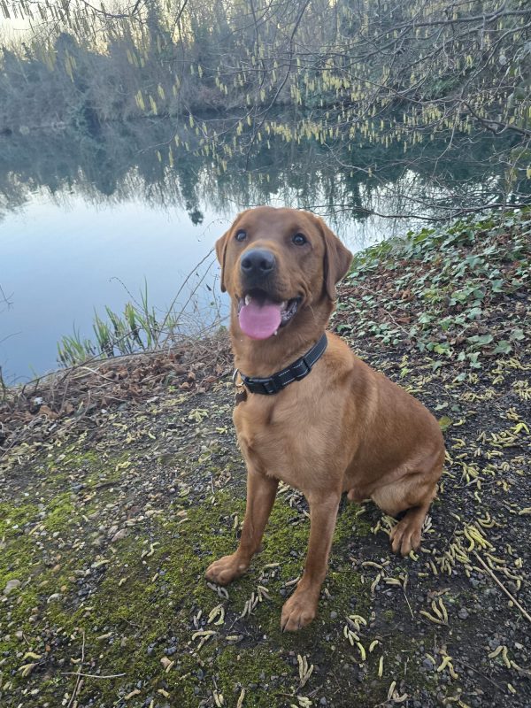 Trained KC Pedigree Labrador for Sale – Henry (1 Year Old)