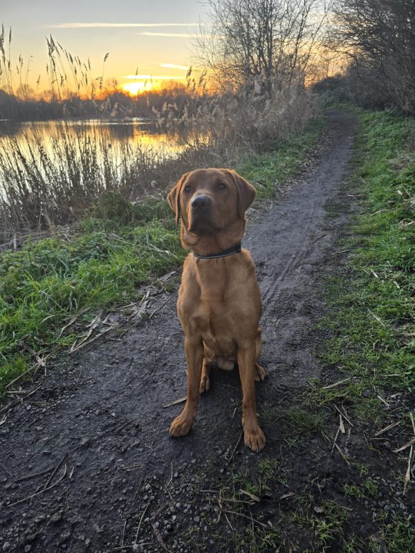 Trained KC Pedigree Labrador for Sale – Henry (1 Year Old) - Image 7