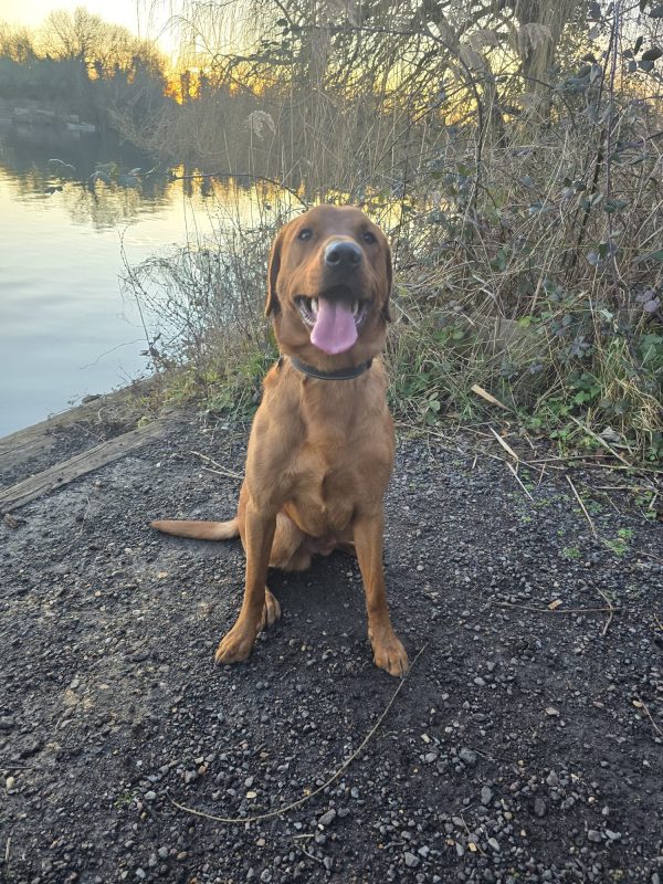 Trained KC Pedigree Labrador for Sale – Henry (1 Year Old) - Image 4