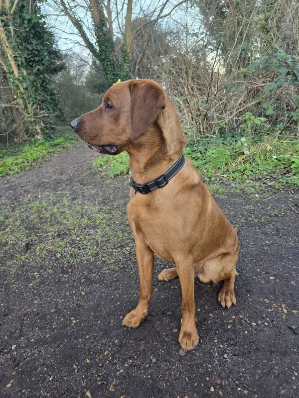 Trained KC Pedigree Labrador for Sale – Henry (1 Year Old) - Image 6