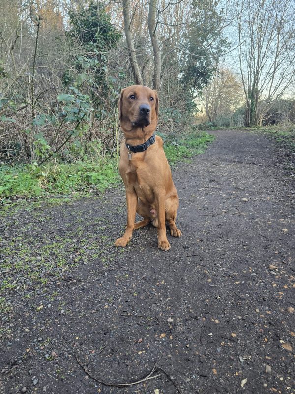 Trained KC Pedigree Labrador for Sale – Henry (1 Year Old) - Image 9