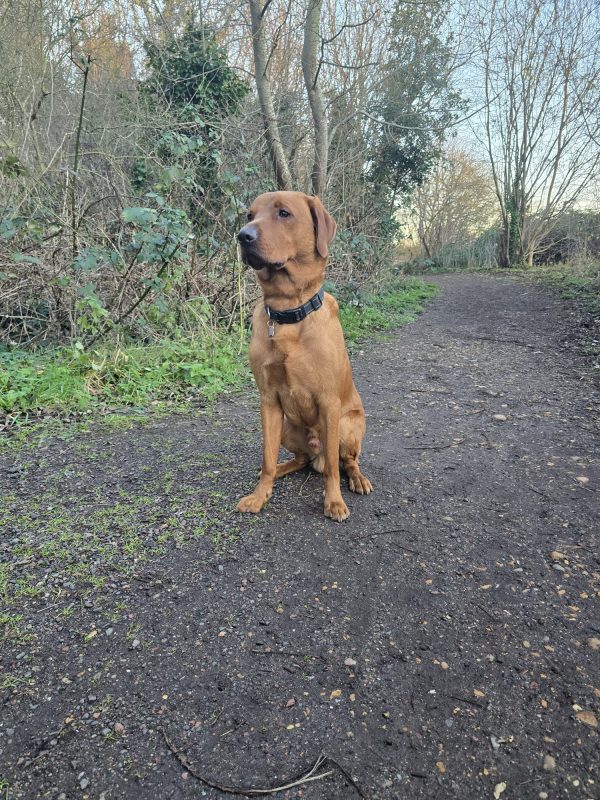 Trained KC Pedigree Labrador for Sale – Henry (1 Year Old) - Image 8