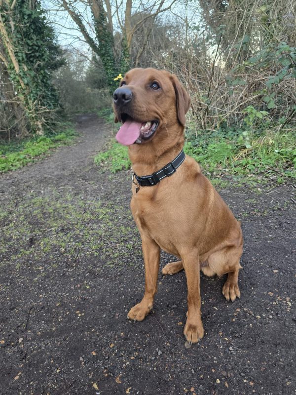 Trained KC Pedigree Labrador for Sale – Henry (1 Year Old) - Image 5