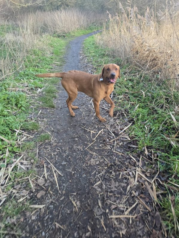 Trained KC Pedigree Labrador for Sale – Henry (1 Year Old) - Image 3