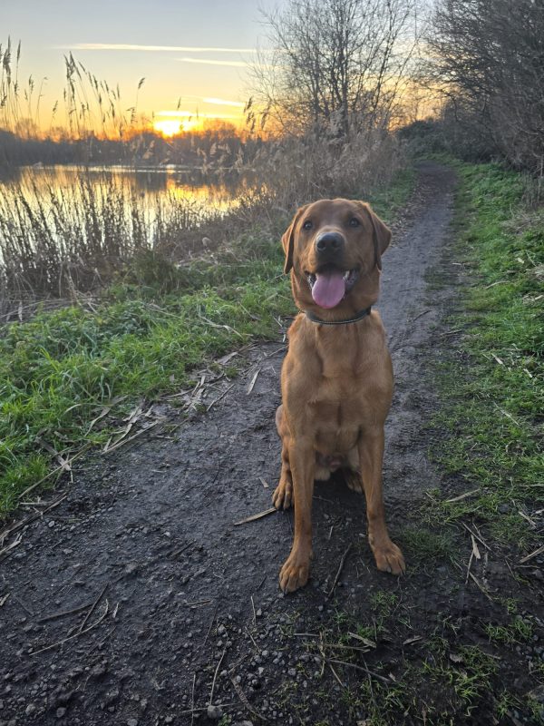 Trained KC Pedigree Labrador for Sale – Henry (1 Year Old) - Image 2