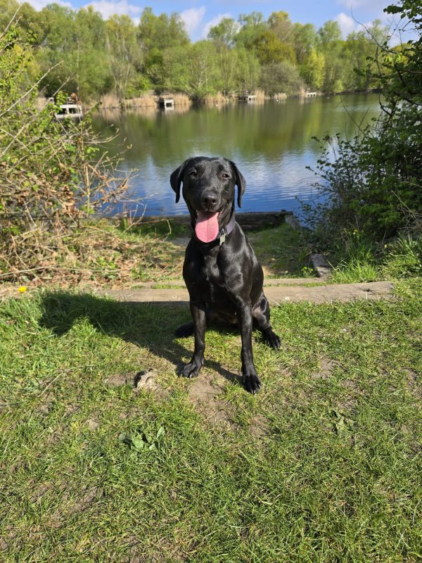 Trained Pedigree Labrador For Sale – Bella - Image 3