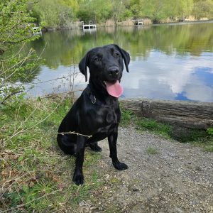 Trained Pedigree Labrador For Sale – Bella