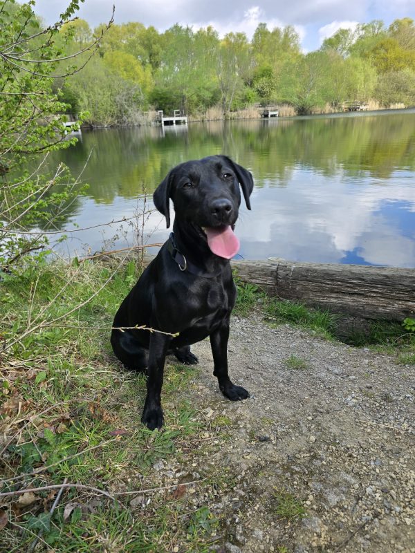 Trained Pedigree Labrador For Sale – Bella