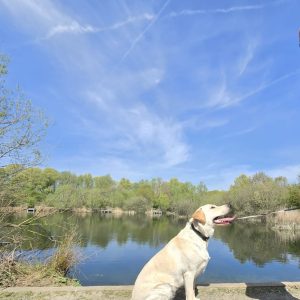 Exceptional Trained Pedigree Labrador Available - Luna