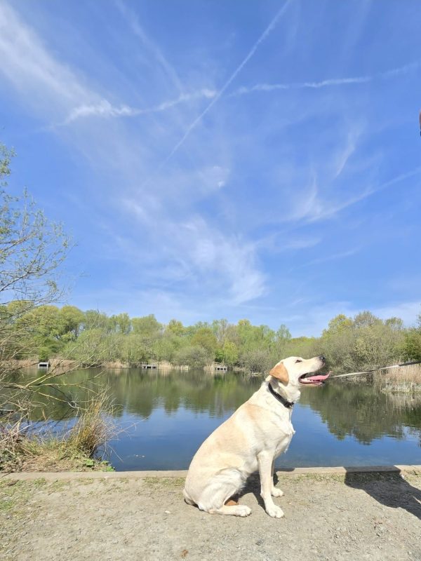Exceptional Trained Pedigree Labrador Available - Luna