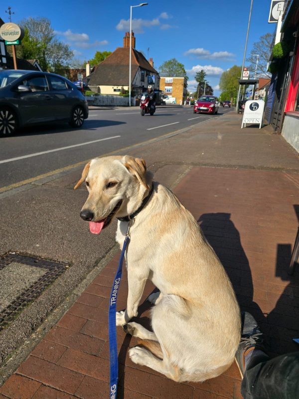 Exceptional Trained Pedigree Labrador Available - Luna - Image 4