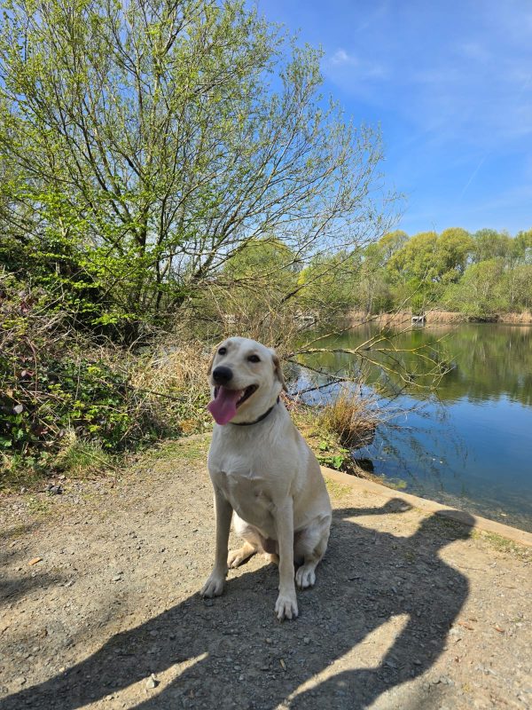 Exceptional Trained Pedigree Labrador Available - Luna - Image 2
