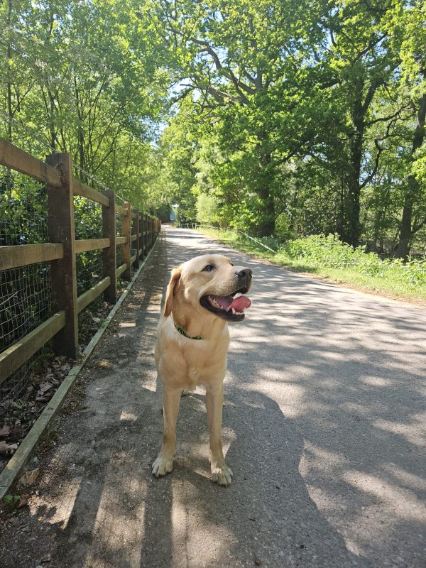 Trained Pedigree Labrador For Sale – Meet William - Image 4