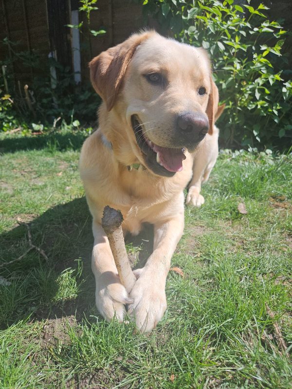 Trained Pedigree Labrador For Sale – Meet William - Image 2