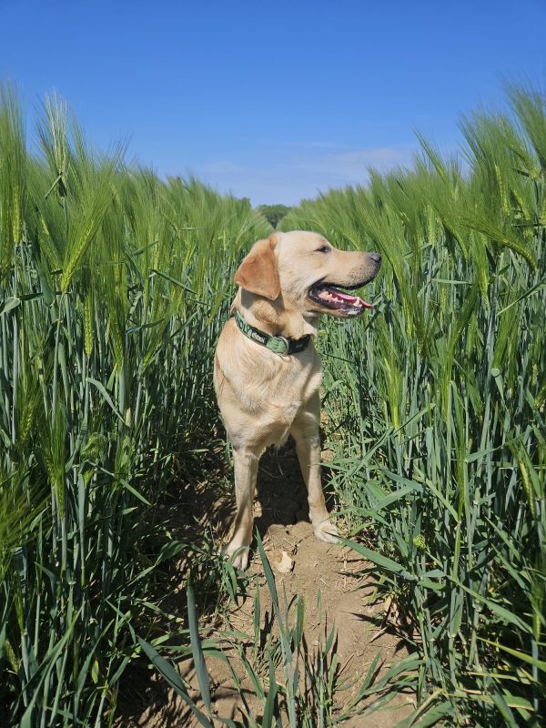 Trained Pedigree Labrador For Sale – Meet William - Image 3