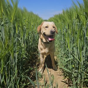 Trained Pedigree Labrador For Sale – Meet William