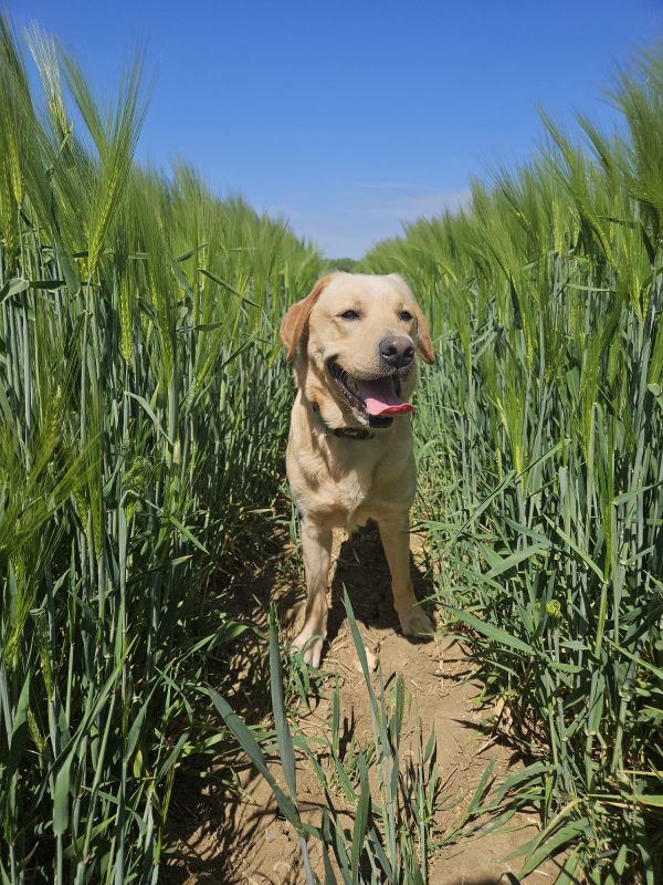 Trained Pedigree Labrador For Sale – Meet William
