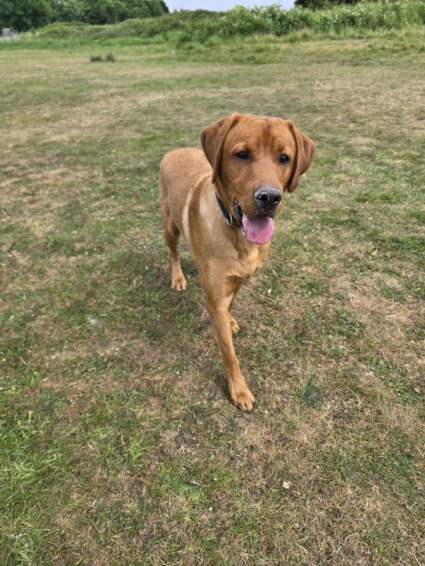 Trained Pedigree Labrador For Sale – Meet Ralph - Image 2