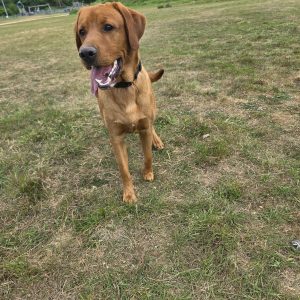 Trained Pedigree Labrador For Sale – Meet Ralph