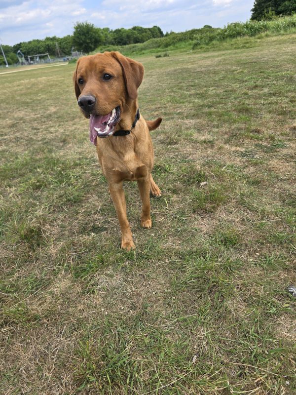 Trained Pedigree Labrador For Sale – Meet Ralph