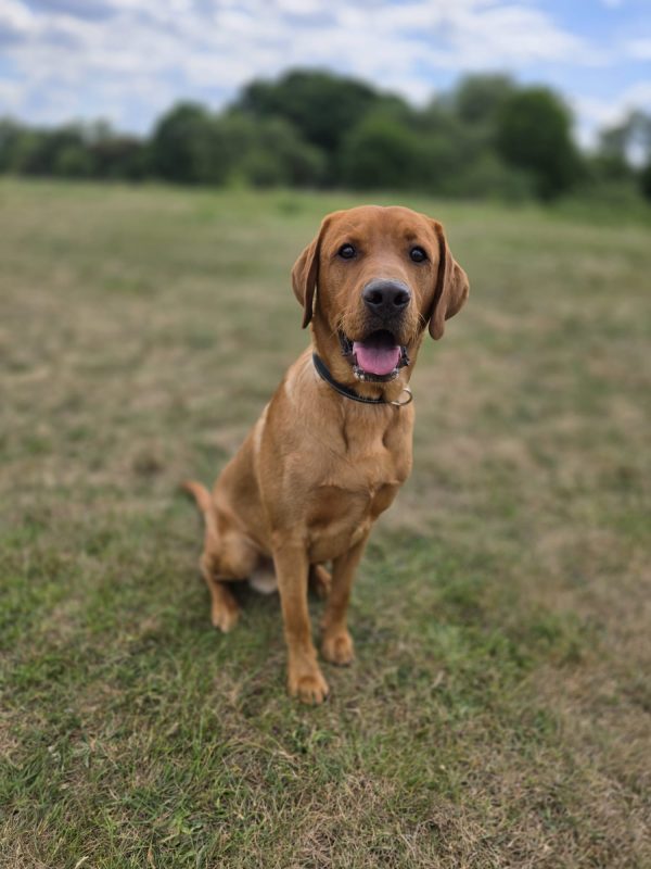 Trained Pedigree Labrador For Sale – Meet Ralph - Image 7