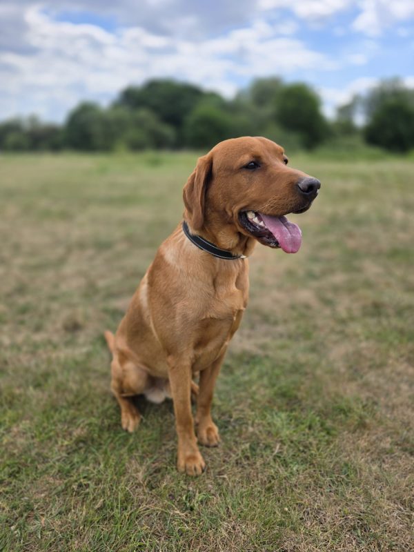 Trained Pedigree Labrador For Sale – Meet Ralph - Image 8