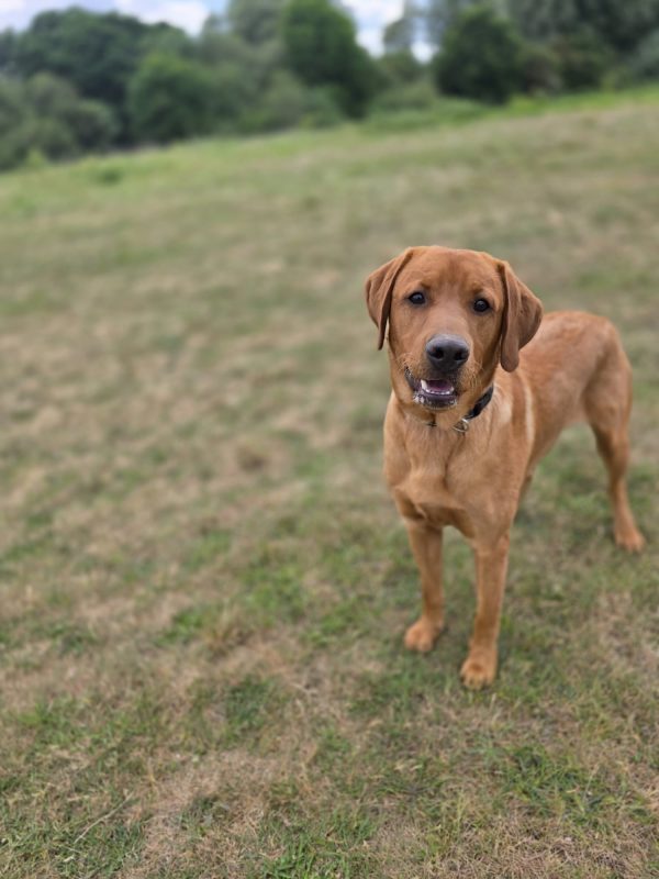Trained Pedigree Labrador For Sale – Meet Ralph - Image 9