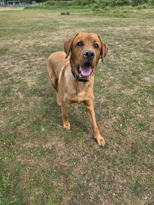 Trained Pedigree Labrador For Sale – Meet Ralph - Image 3