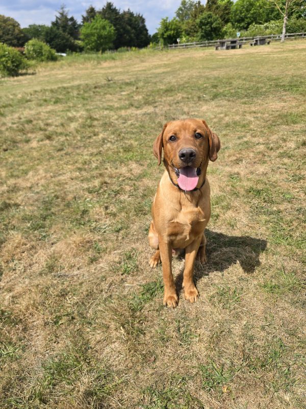 Trained Pedigree Labrador For Sale – Meet Ralph - Image 5