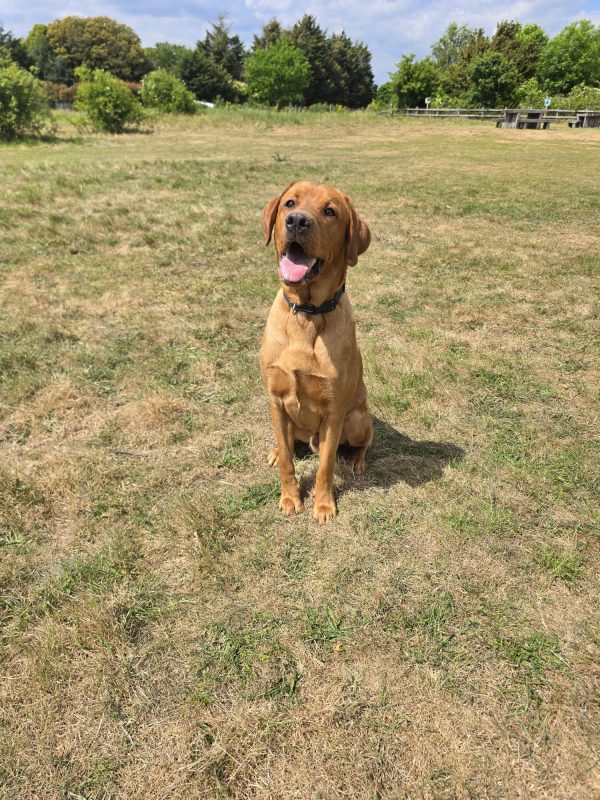 Trained Pedigree Labrador For Sale – Meet Ralph - Image 6