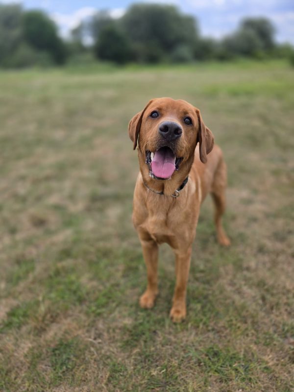 Trained Pedigree Labrador For Sale – Meet Ralph - Image 10