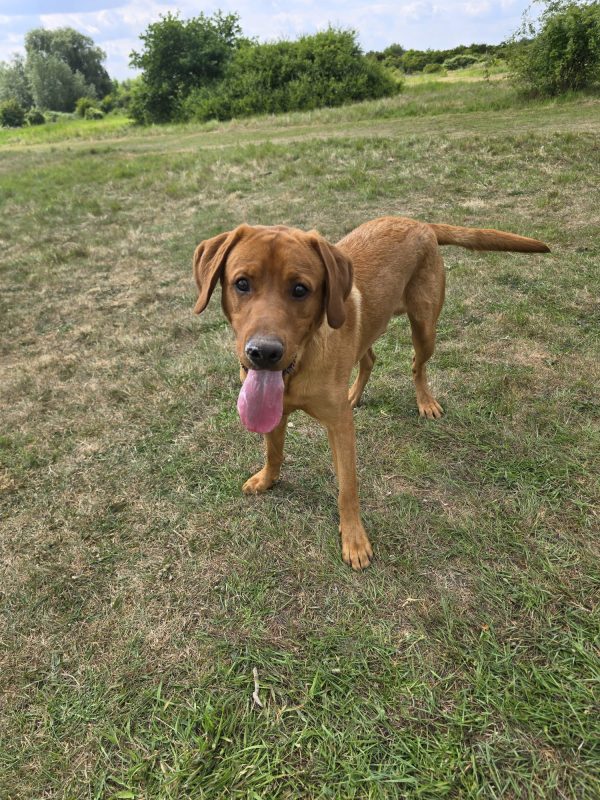 Trained Pedigree Labrador For Sale – Meet Ralph - Image 4