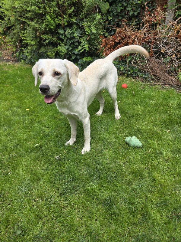 Exceptional Trained Pedigree Labrador Available – Snowy - Image 2