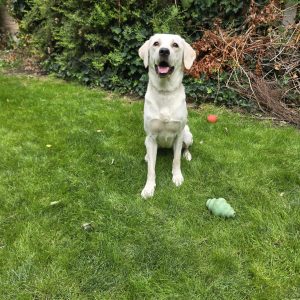 Exceptional Trained Pedigree Labrador Available – Snowy