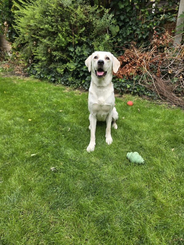 Exceptional Trained Pedigree Labrador Available – Snowy