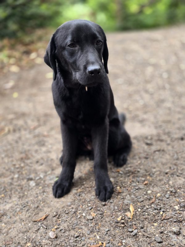 MARLEY Advanced obedience trained - Image 10