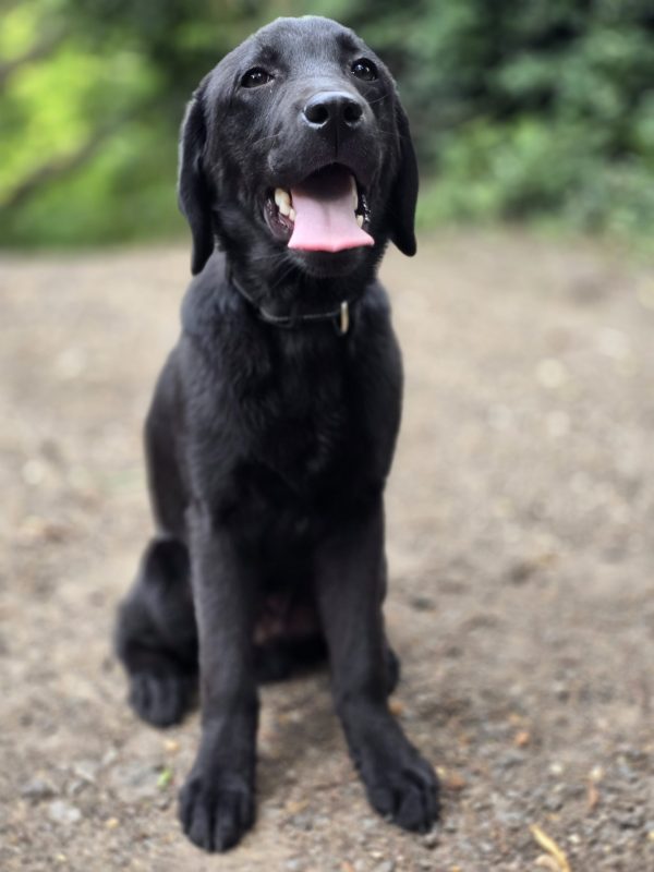 MARLEY Advanced obedience trained - Image 6
