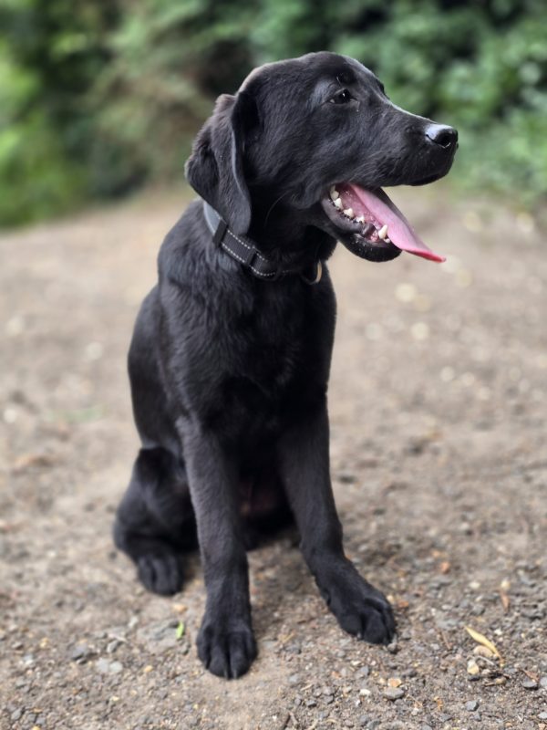MARLEY Advanced obedience trained - Image 8