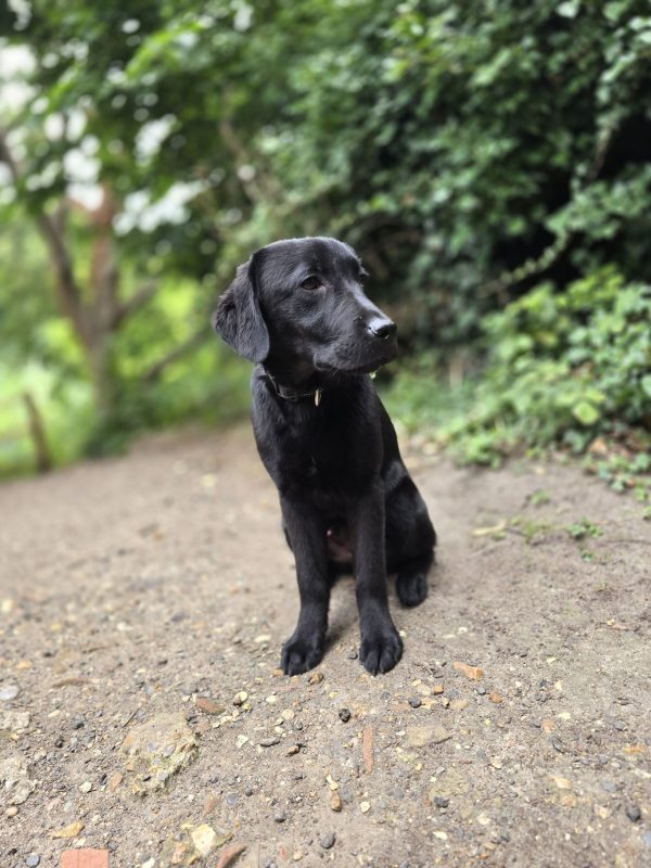 MARLEY Advanced obedience trained - Image 9