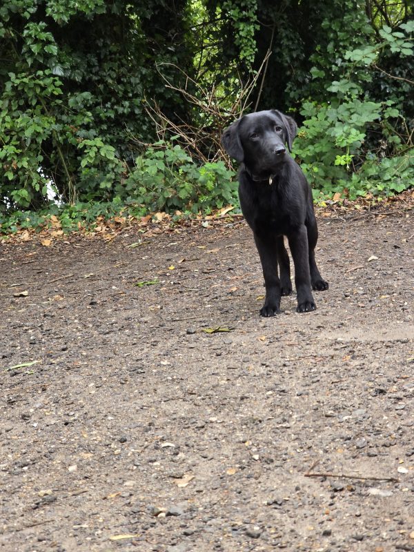 MARLEY Advanced obedience trained - Image 7