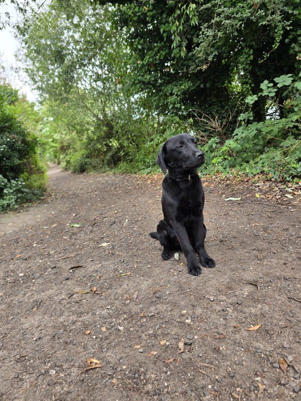 MARLEY Advanced obedience trained - Image 5