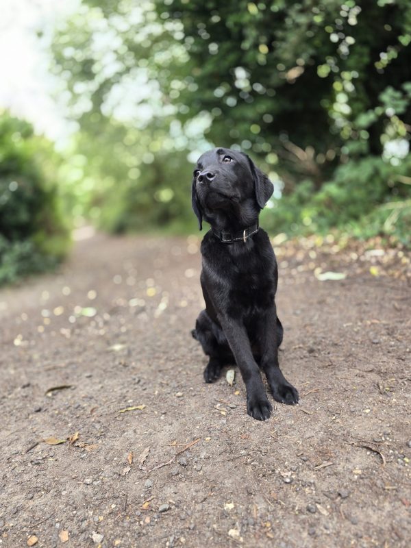 MARLEY Advanced obedience trained - Image 12