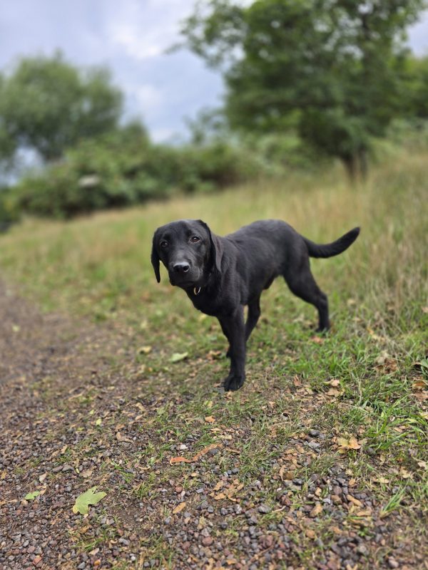 MARLEY Advanced obedience trained - Image 11