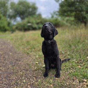 MARLEY Advanced obedience trained