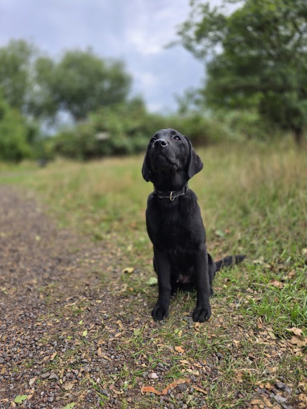 MARLEY Advanced obedience trained
