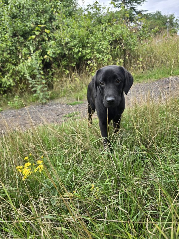 MARLEY Advanced obedience trained - Image 3