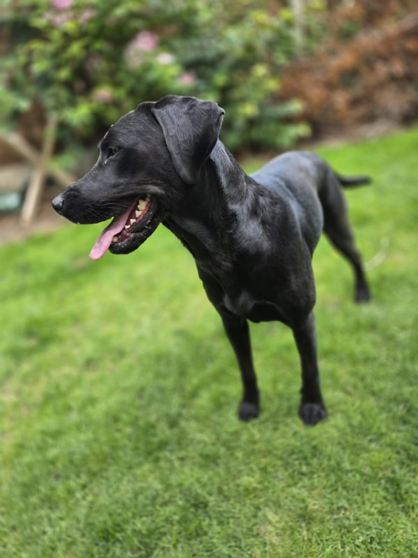 Tilly - Image 4