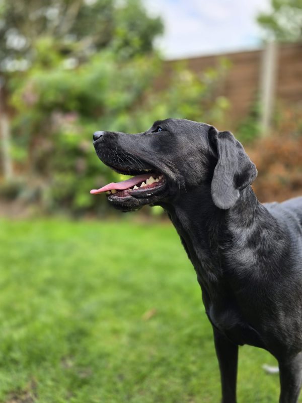 Tilly - Image 3