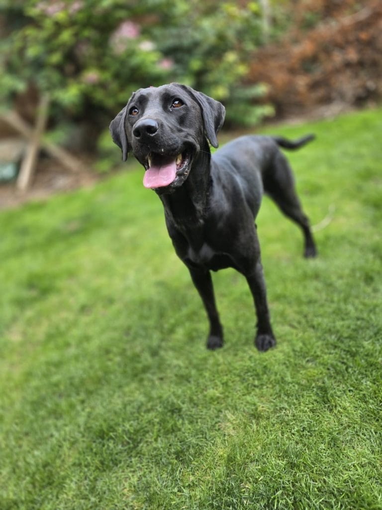 Tilly – trained Labrador available to rehome in the UK from Woodland Labrador